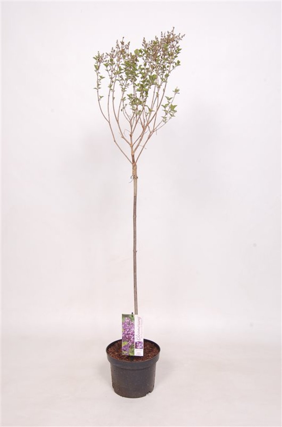 Syringa Bloomerang 'Dark Purple' - 60 CM Stem C3